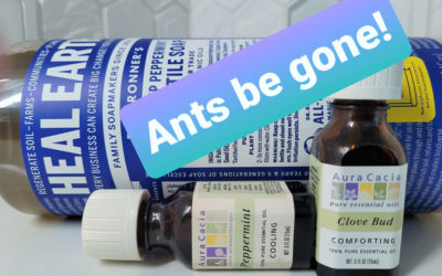 Ants In The Pantry – Ant Control Tips